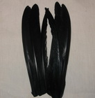 Capercailli biot black